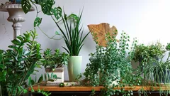日陰に強い植物のベストセレクション：光が不足していても緑を育てよう