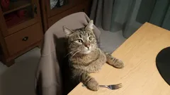 猫があなたの椅子を占領しましたか？それなら、追い払うのは得策ではありません