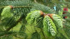 なぜ足元の松葉が、あなたが想像もしなかった最高の肥料なのか